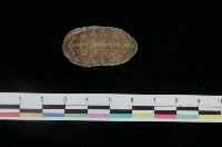 藏品(焦石鱉)的圖片